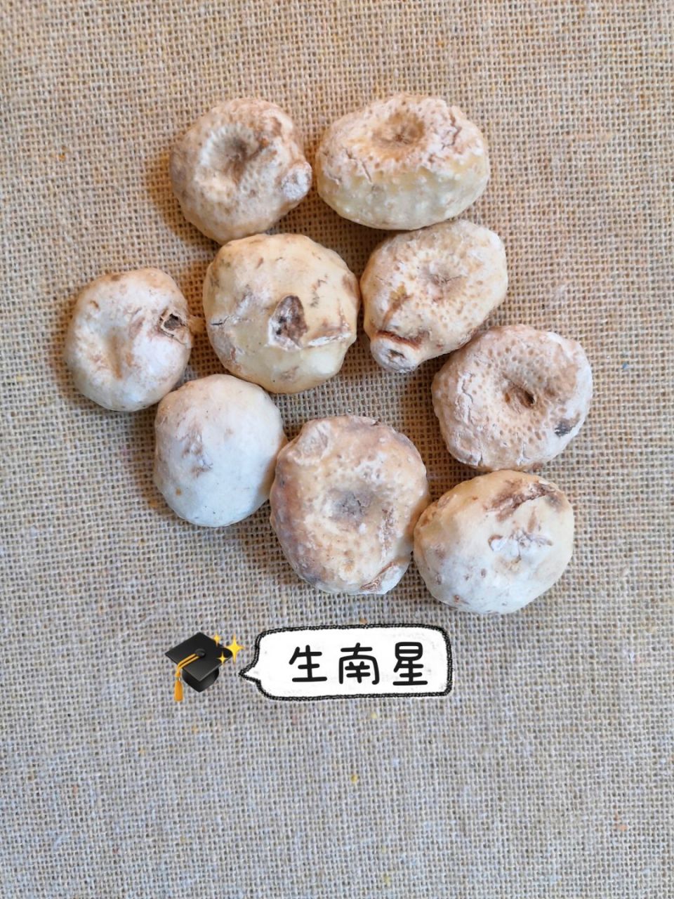 只做精选,生南星