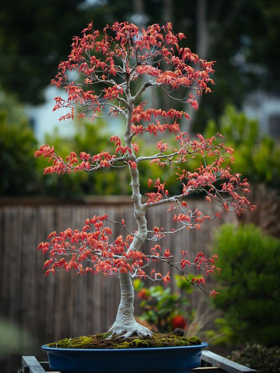 枫树红千鸟 喜欢枫树的飘逸和四季赋予它的色彩,这是我第一棵枫树