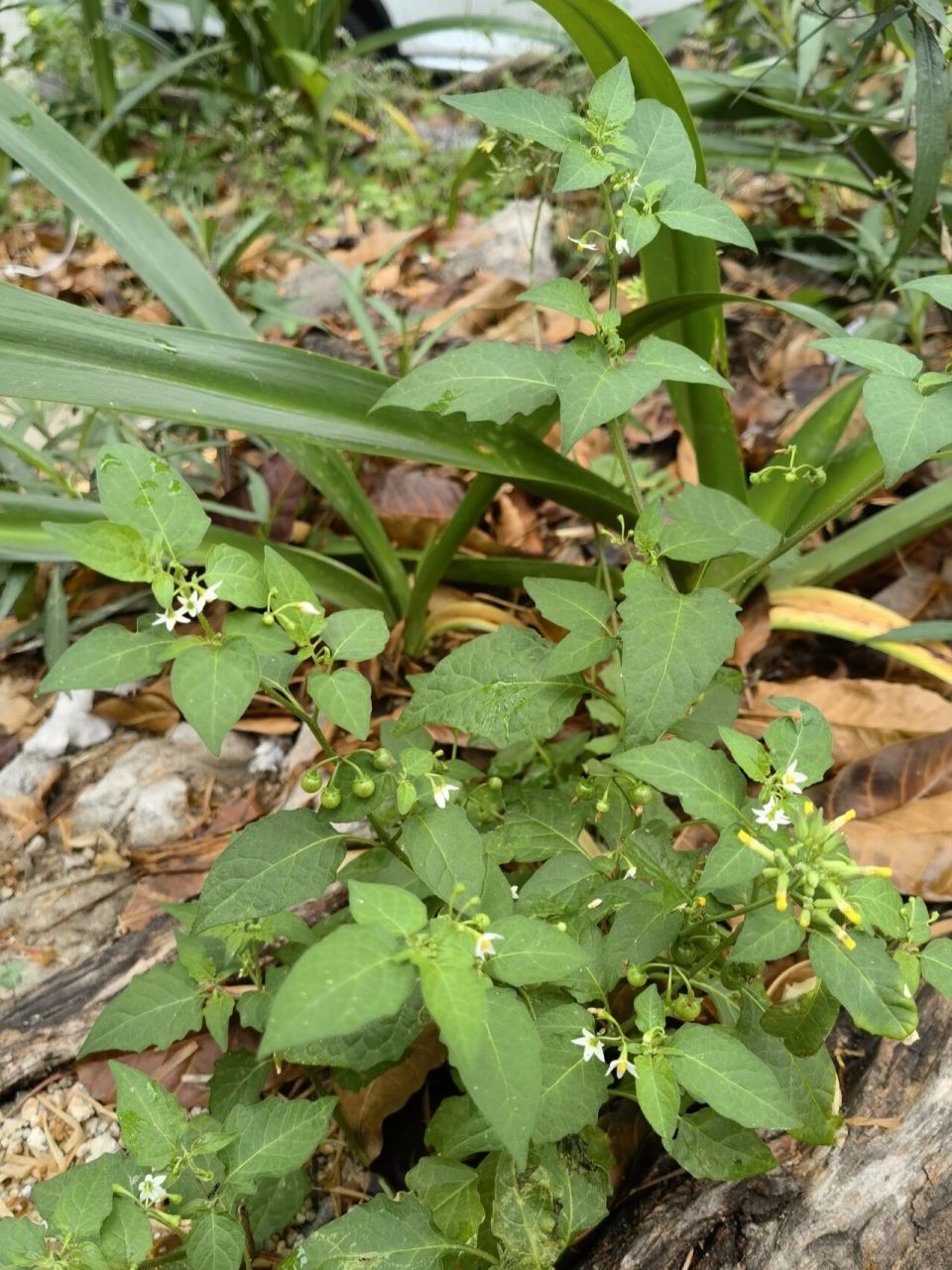 野菜花花菜图片及功效图片