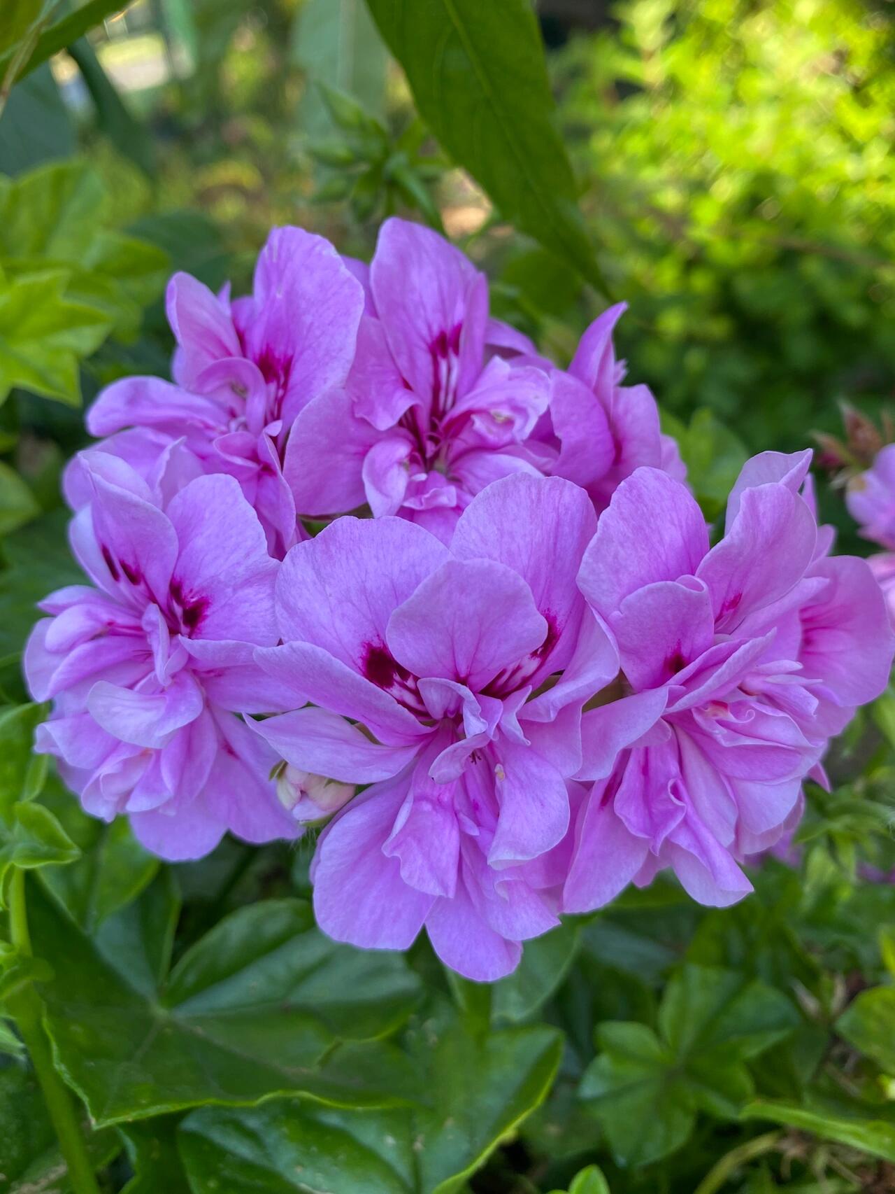 九种不同颜色的天竺葵 学名: pelargonium  俗称:geraniums