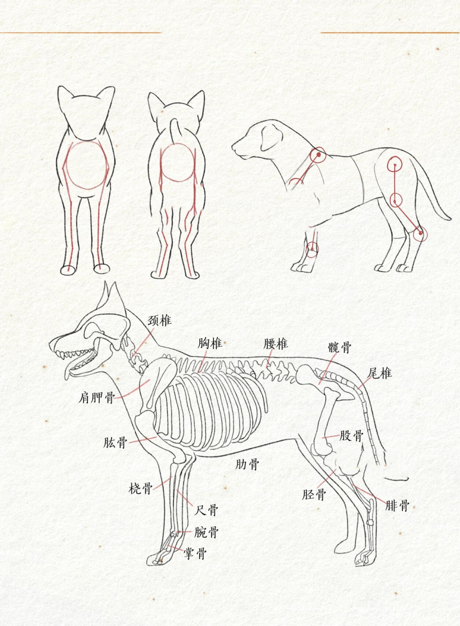 宠物画图身体比例图图片