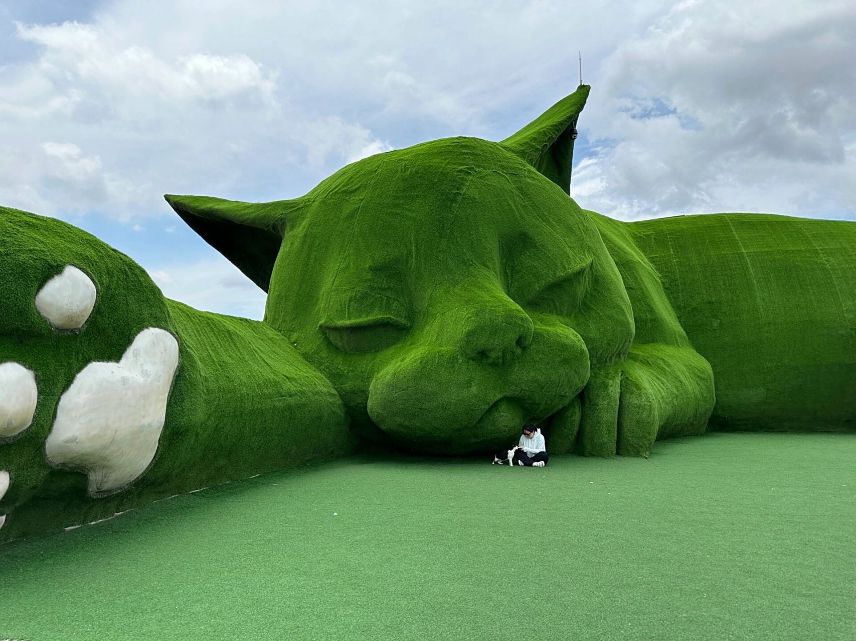 肥猫岛—(自驾攻略)爱猫星人的治愈地 这里拥有100多只猫,他是全国第