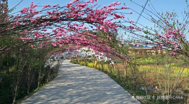 江津美樱花花海