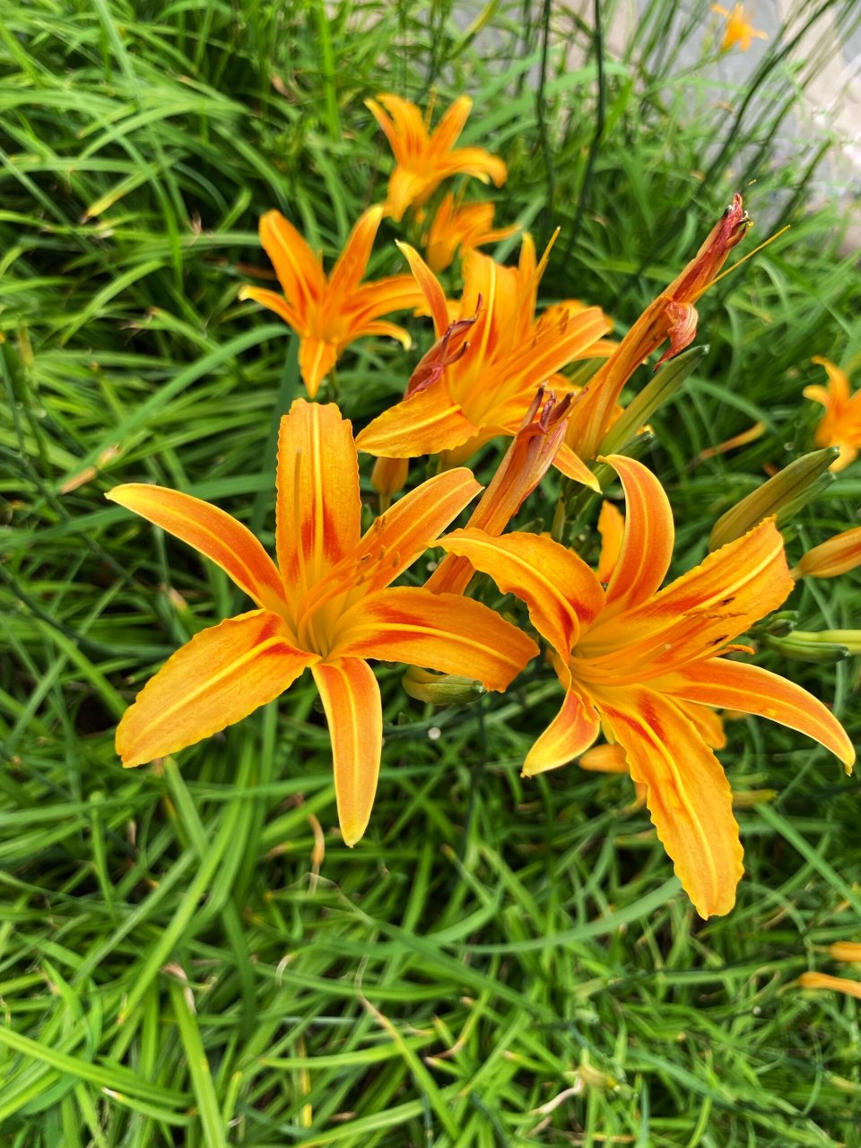 中国的母亲花——萱草 萱草又名忘忧草,寓意着忘却一切不愉快的事情.
