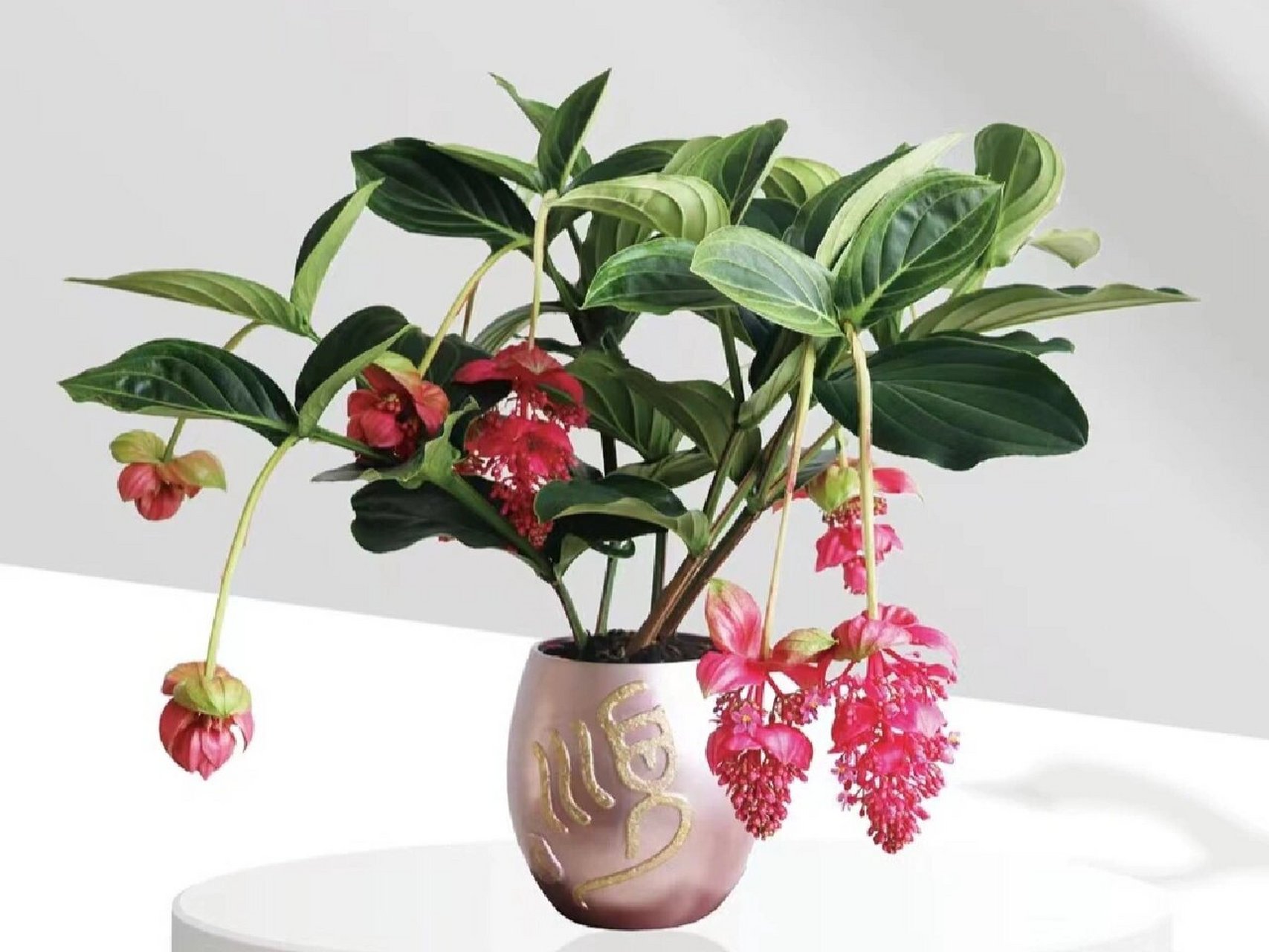 高端大气的室内盆栽花卉"宝莲灯",栽培养护 宝莲灯栽培与养护 土壤