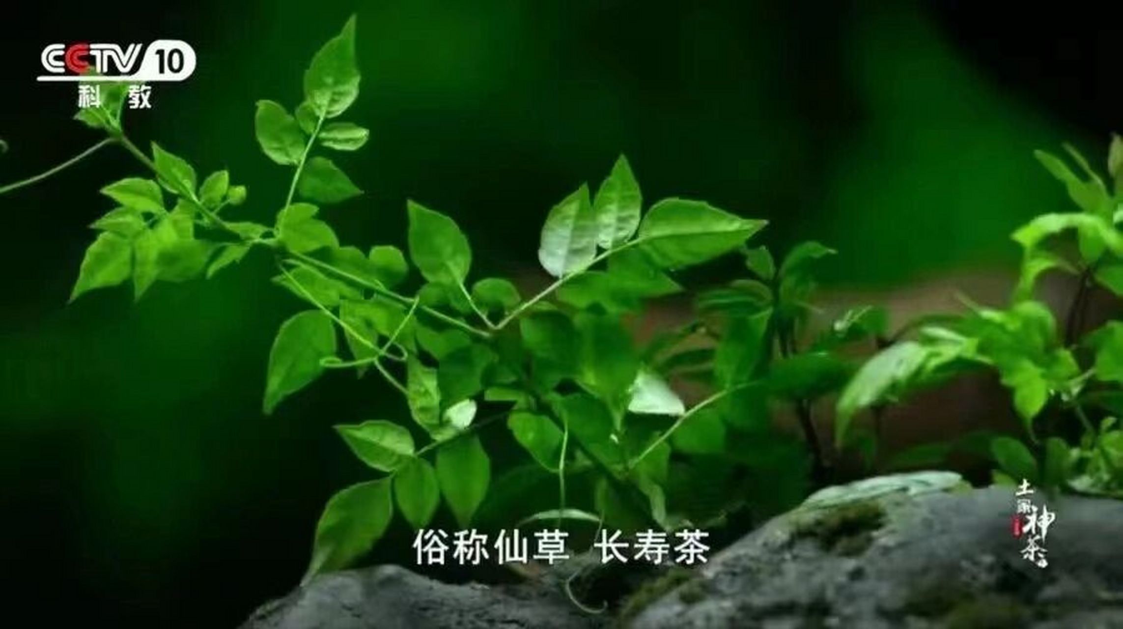 藤茶 藤茶不是茶,它是土家神草,恩施藤茶,天然含硒.