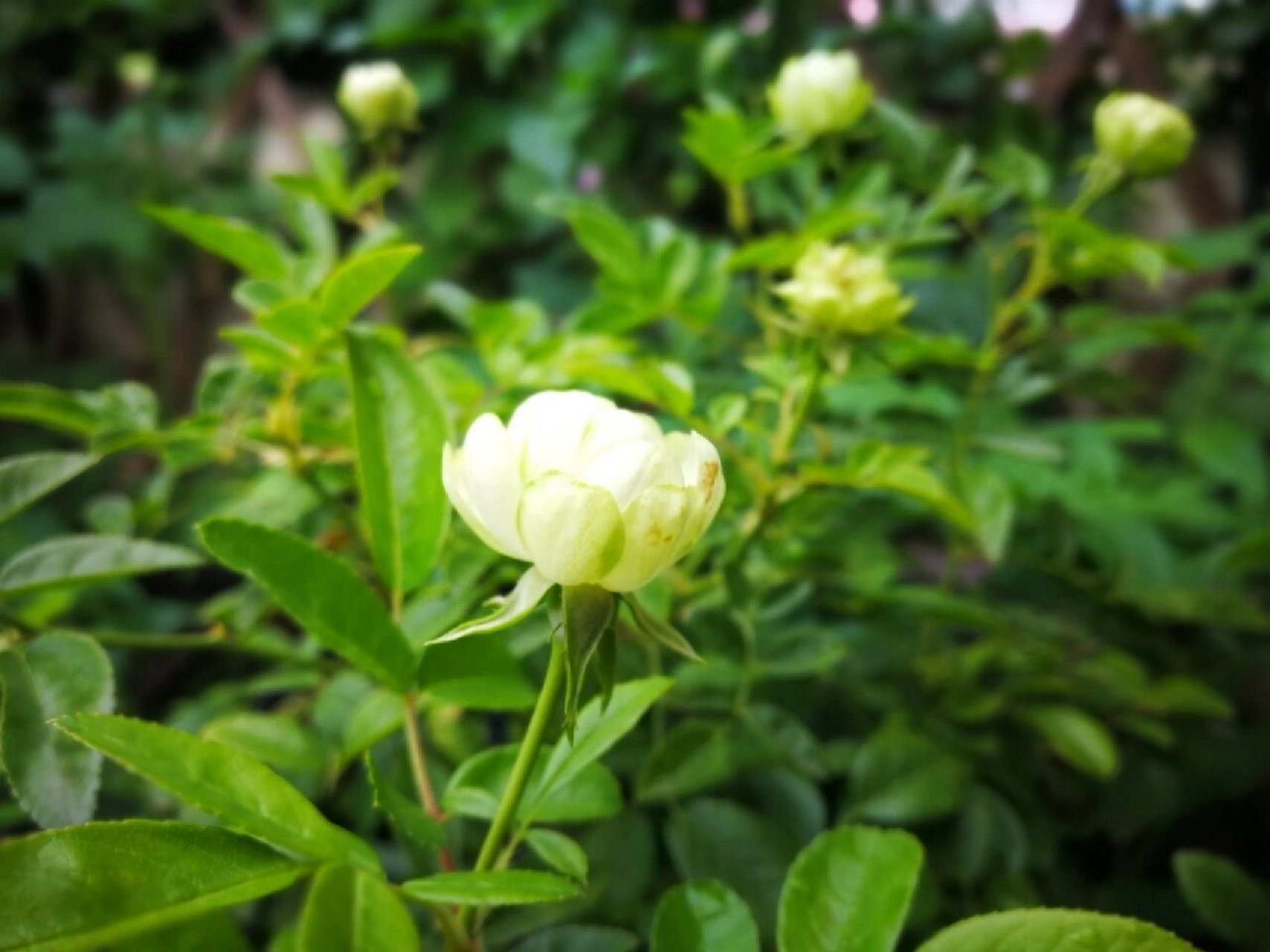 绿色的花花—独特的绿萼月季 96我一直少有花开绿色的花花,这棵"绿