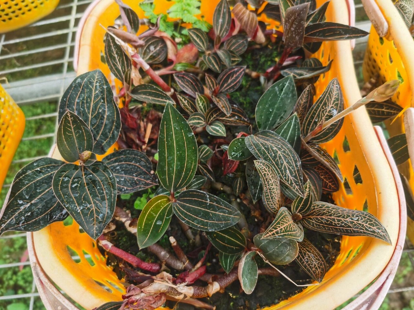 公石松 除了自身的功效外,它这叶片脉络真的是很好看!