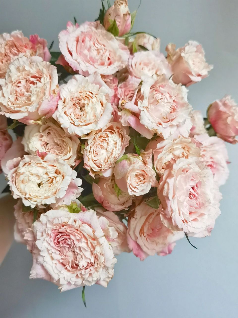 桃乐丝/乐悠·多头玫瑰 桃乐丝多头玫瑰, 也有叫乐悠泡泡.