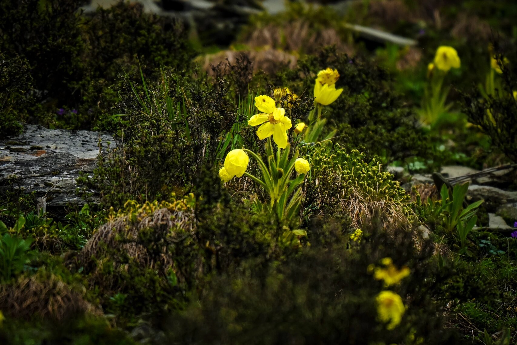 全缘叶绿绒蒿meconopsis integrifolia 让英国植物学家亨利·威尔逊为