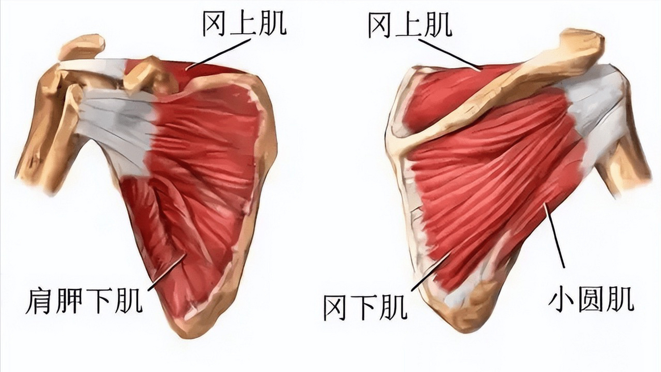 冈上肌是肩袖肌群损伤诊断的主要角色.