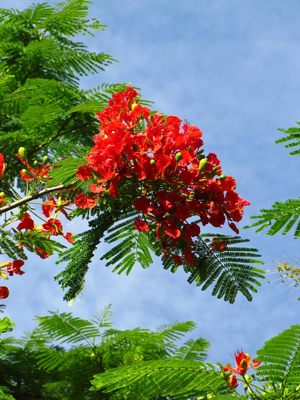 厦门市市树-凤凰树