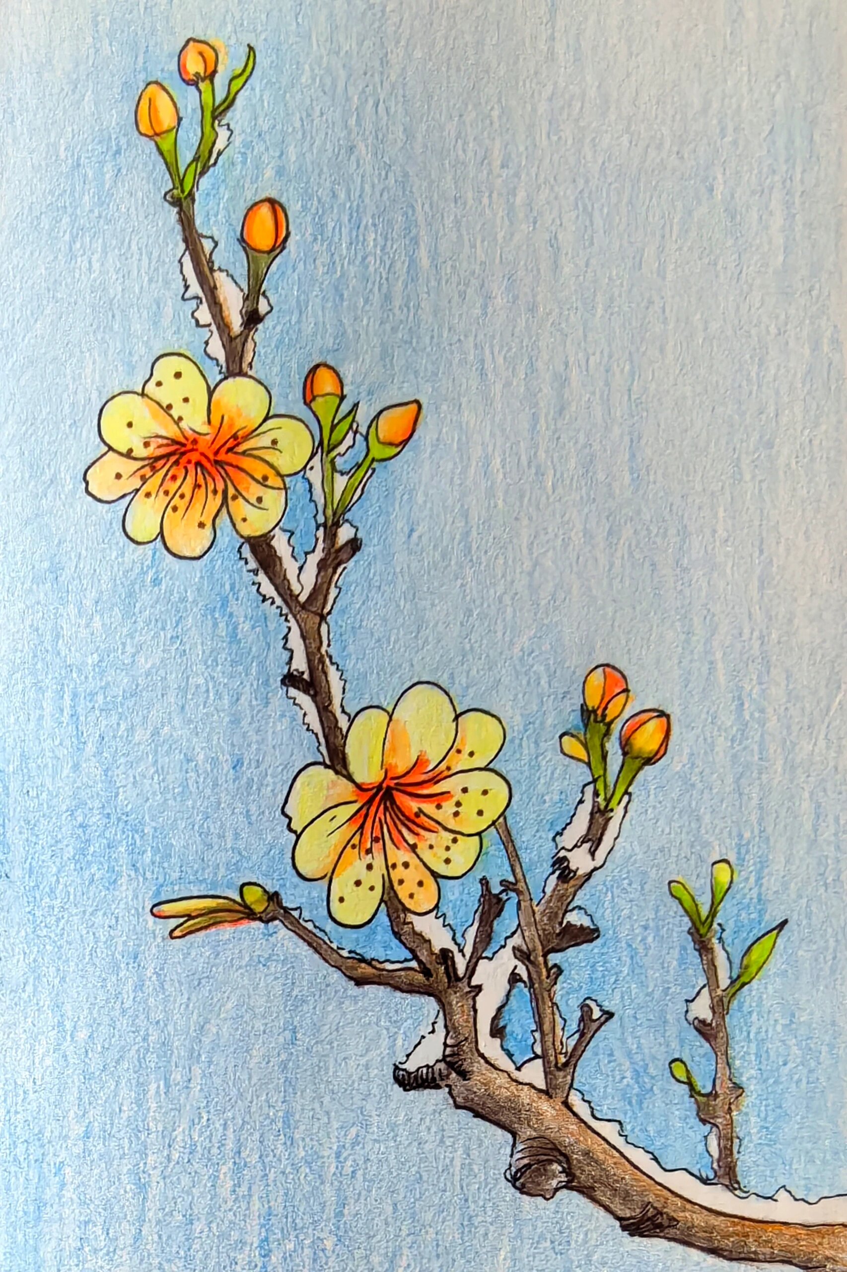 每日画画打卡:雪中的腊梅,雪却输梅一段香