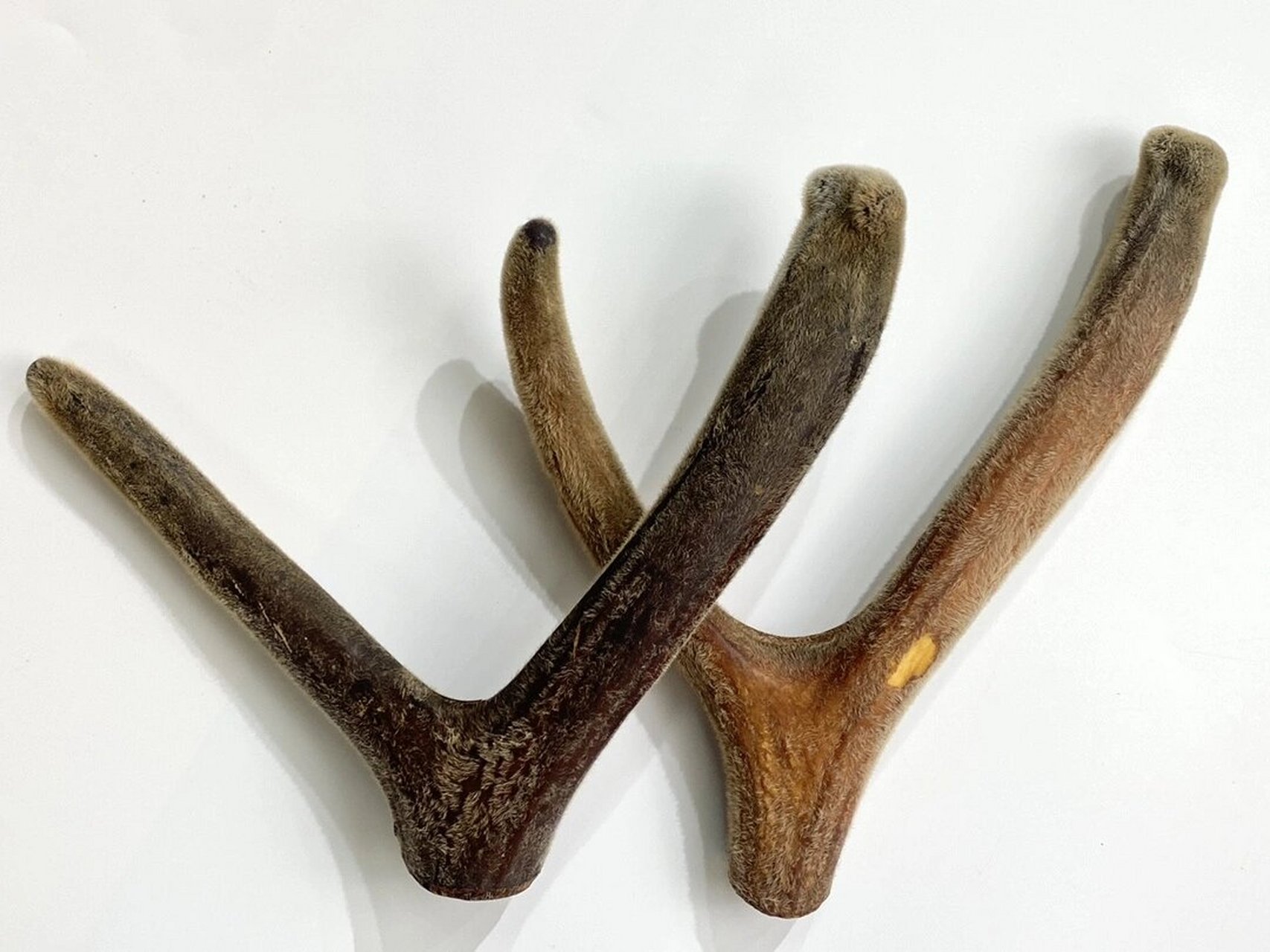 04鹿茸角 04鹿茸角 高等级大鹿角,切片后有腊片,粉片,非常鲜嫩