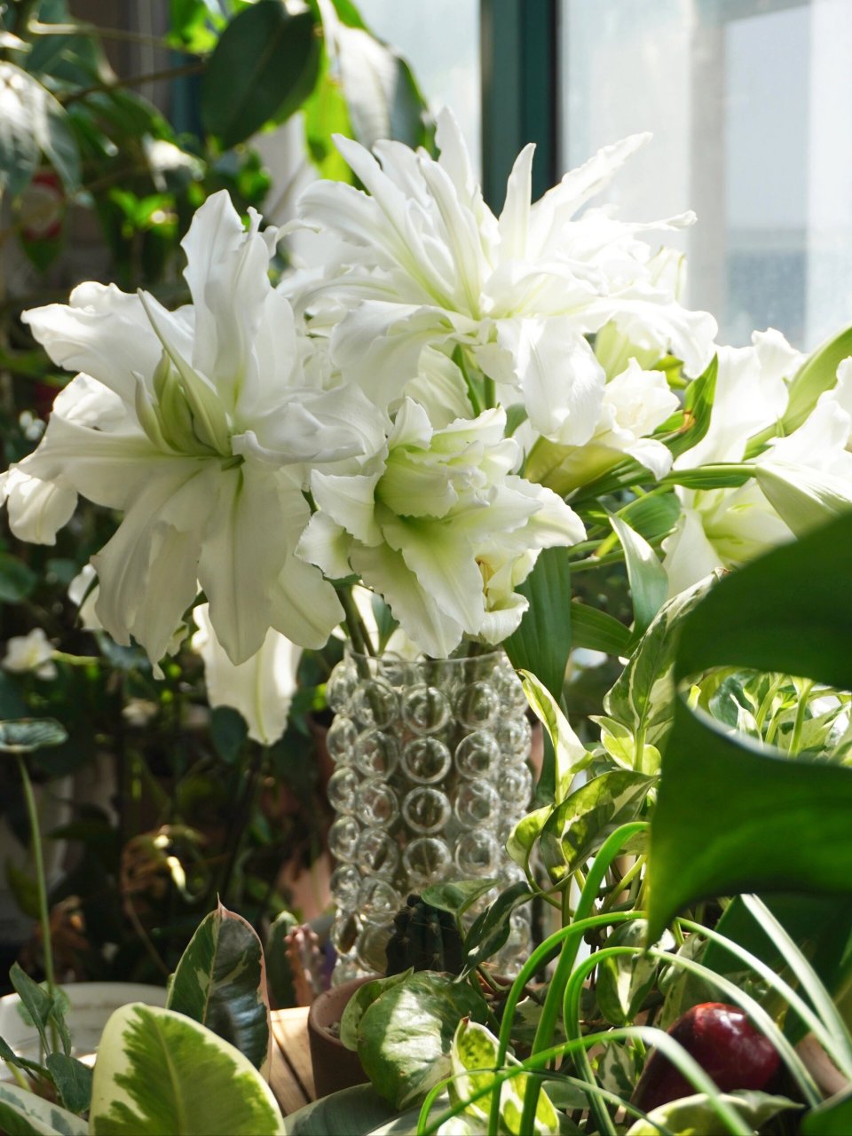 介绍几款重瓣百合品种 图178安纽斯卡/冰美人/阿诺斯卡/奥斯卡 百合