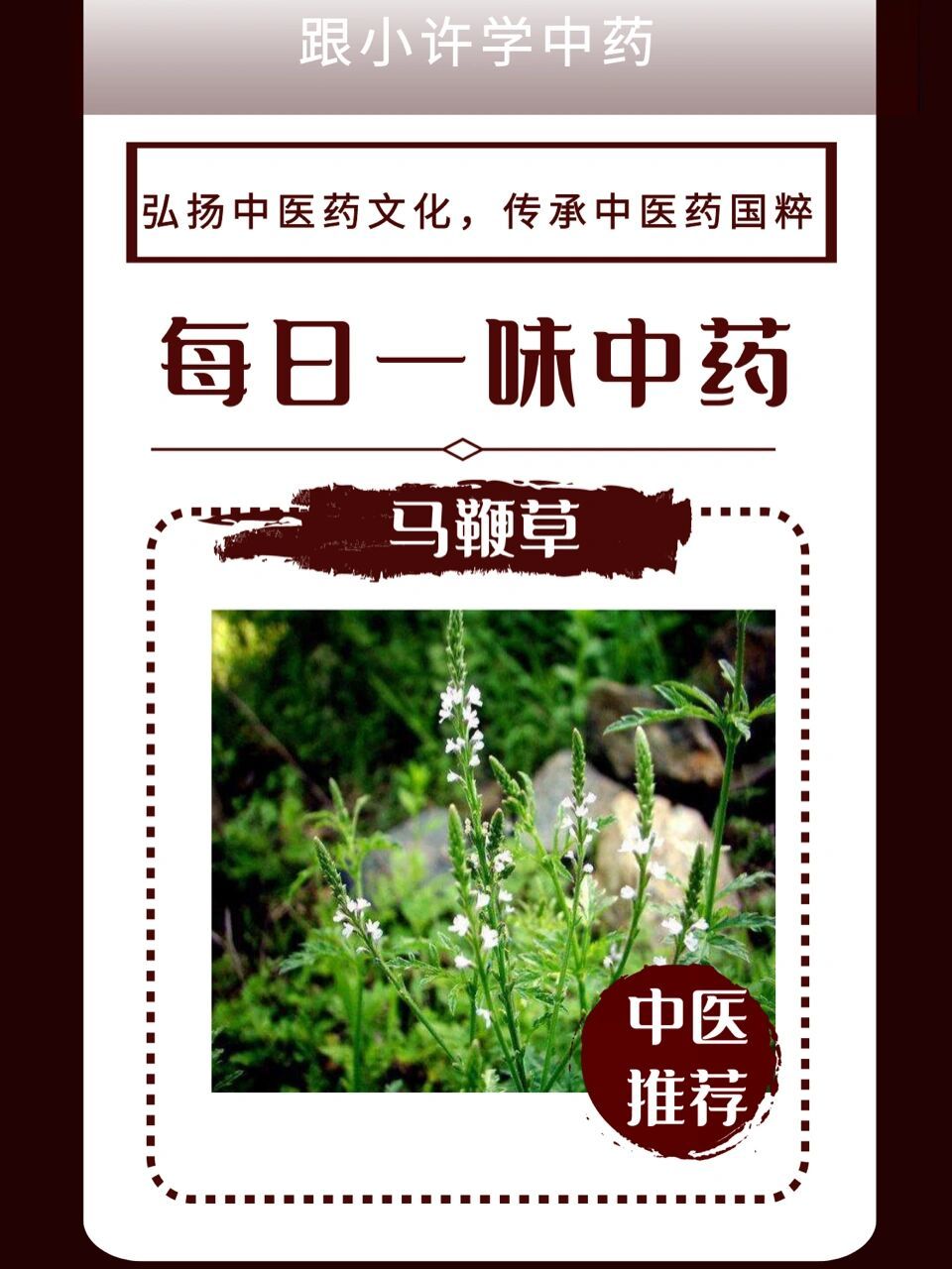 【每日一味中药】马鞭草 别名:铁马鞭,紫顶龙芽 【植物形态】多纳生