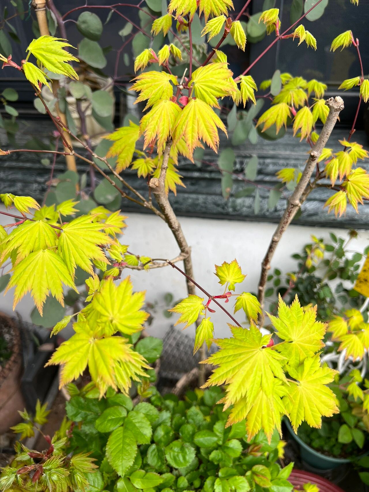枫树 今天拍的是团扇形状枫树,名字叫约旦 	 枫树是观叶型植物,简单来