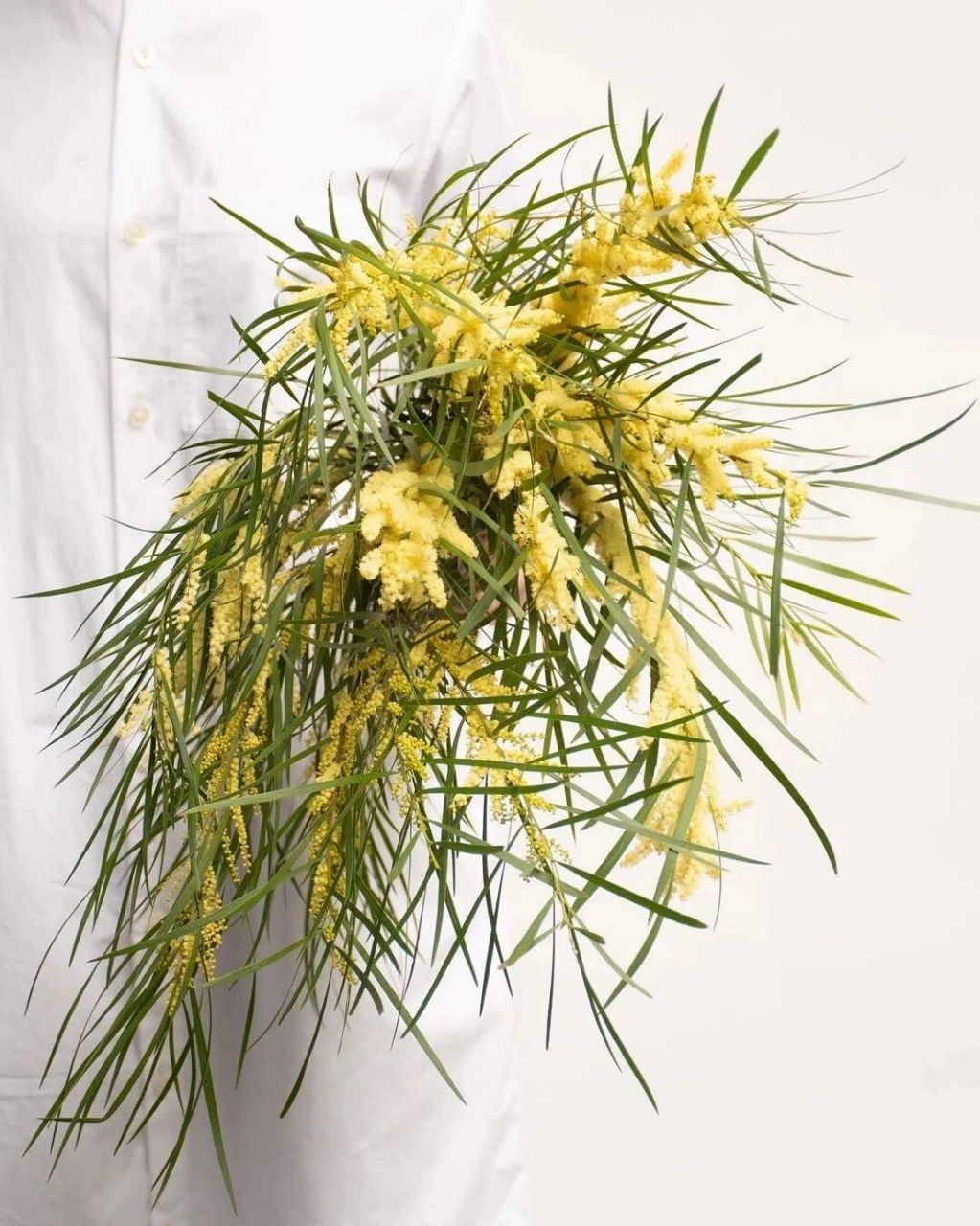 清香玉 | 花期 鲜切花花期在一周左右 清香玉 | 色彩组成 主色彩:绿色