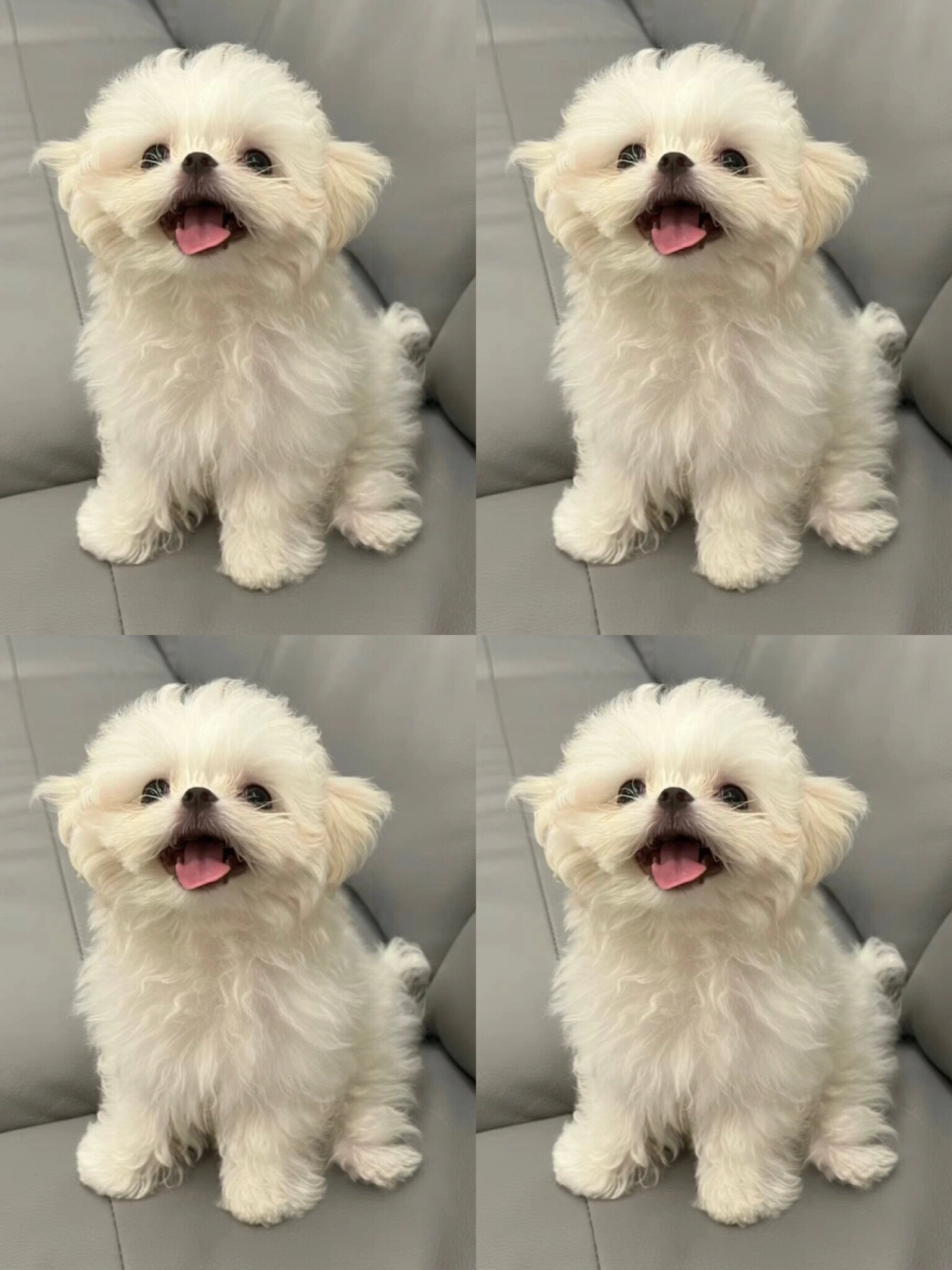 马尔济斯犬 2600一只 蹲姨姨