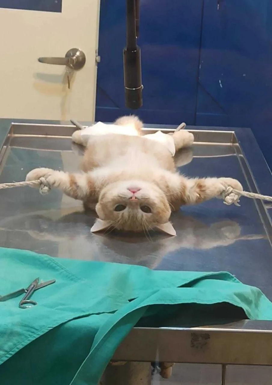 猫咪被五花大绑做绝育,虽然心疼但真的好笑哈哈哈!