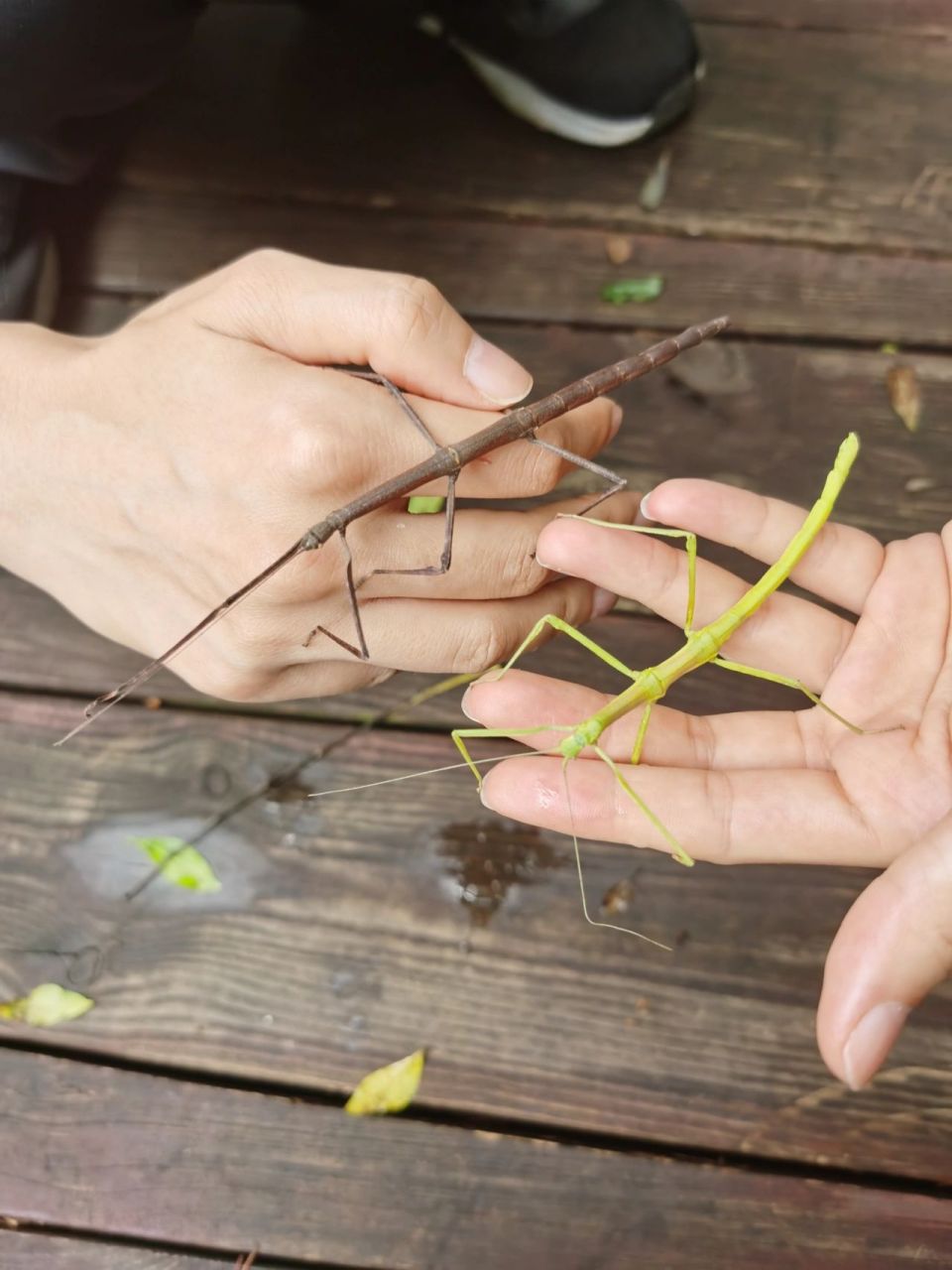 尺蠖和竹节虫图片