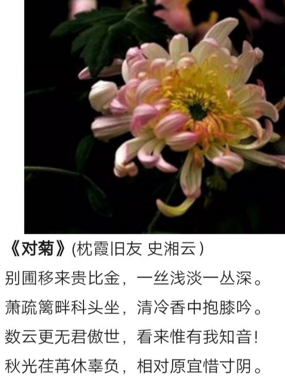《红楼梦》菊花诗十二首‖欣赏(一)