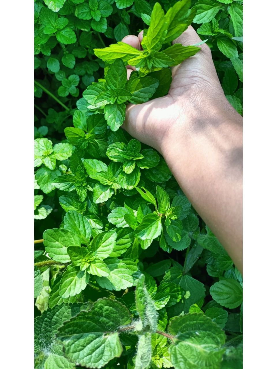 云南野生香香菜 云南野生香香菜,凉拌或者用来煮鸡蛋汤,有清热解毒的