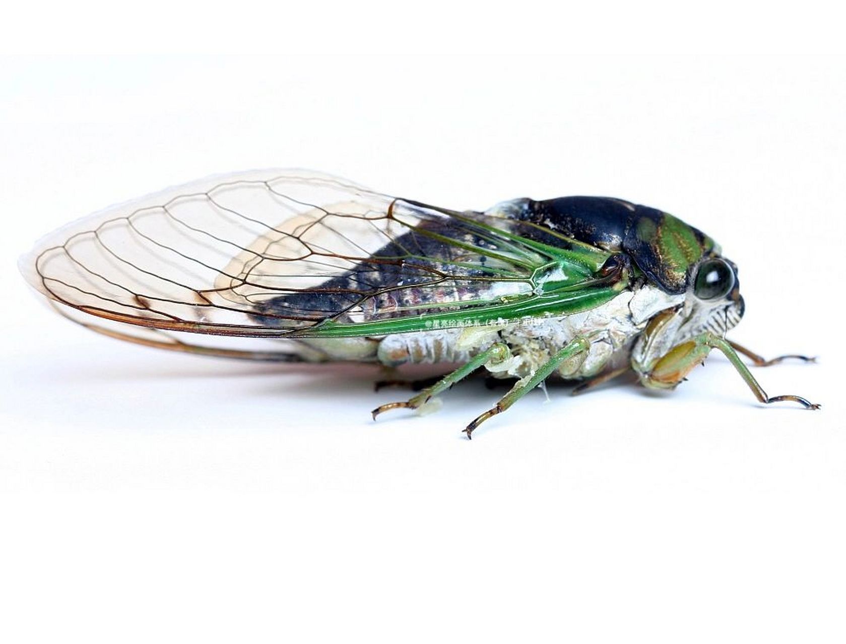 绘画素材蝉 绘画素材蝉