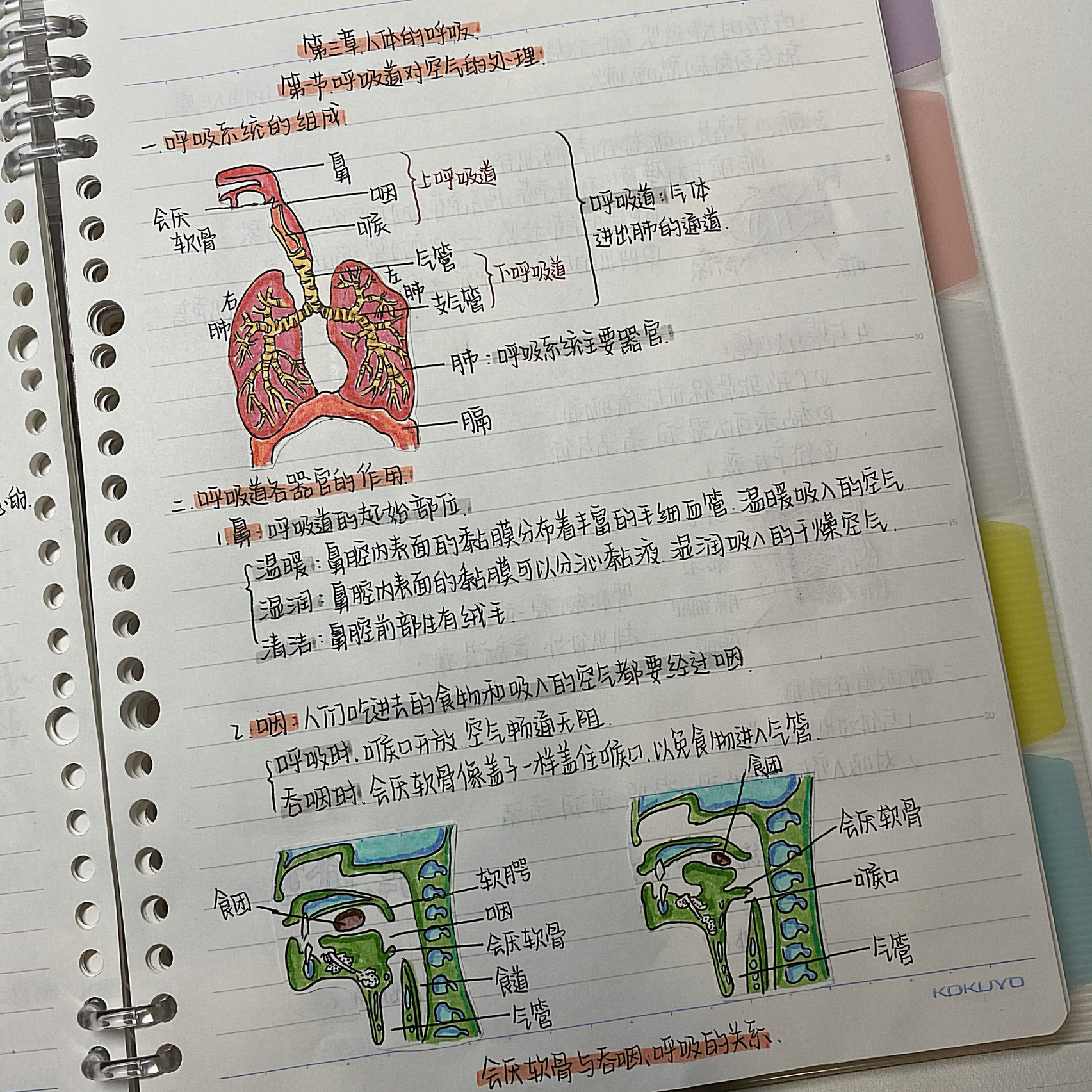 人体的呼吸笔记图片