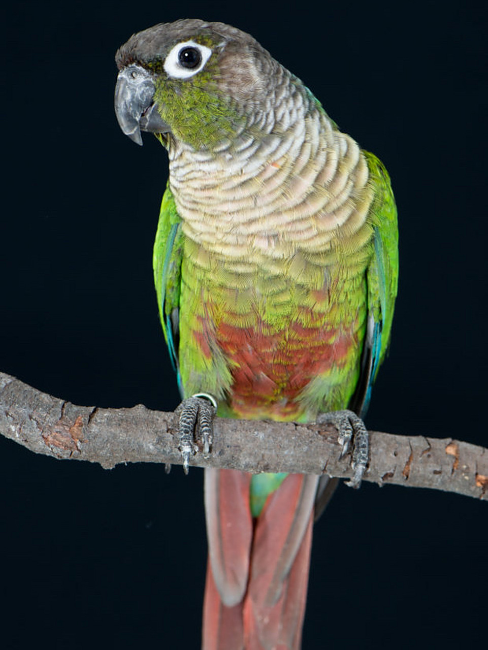 绿颊锥尾鹦鹉|小太阳鹦鹉 94绿颊锥尾鹦鹉(pyrrhura molinae)的变种