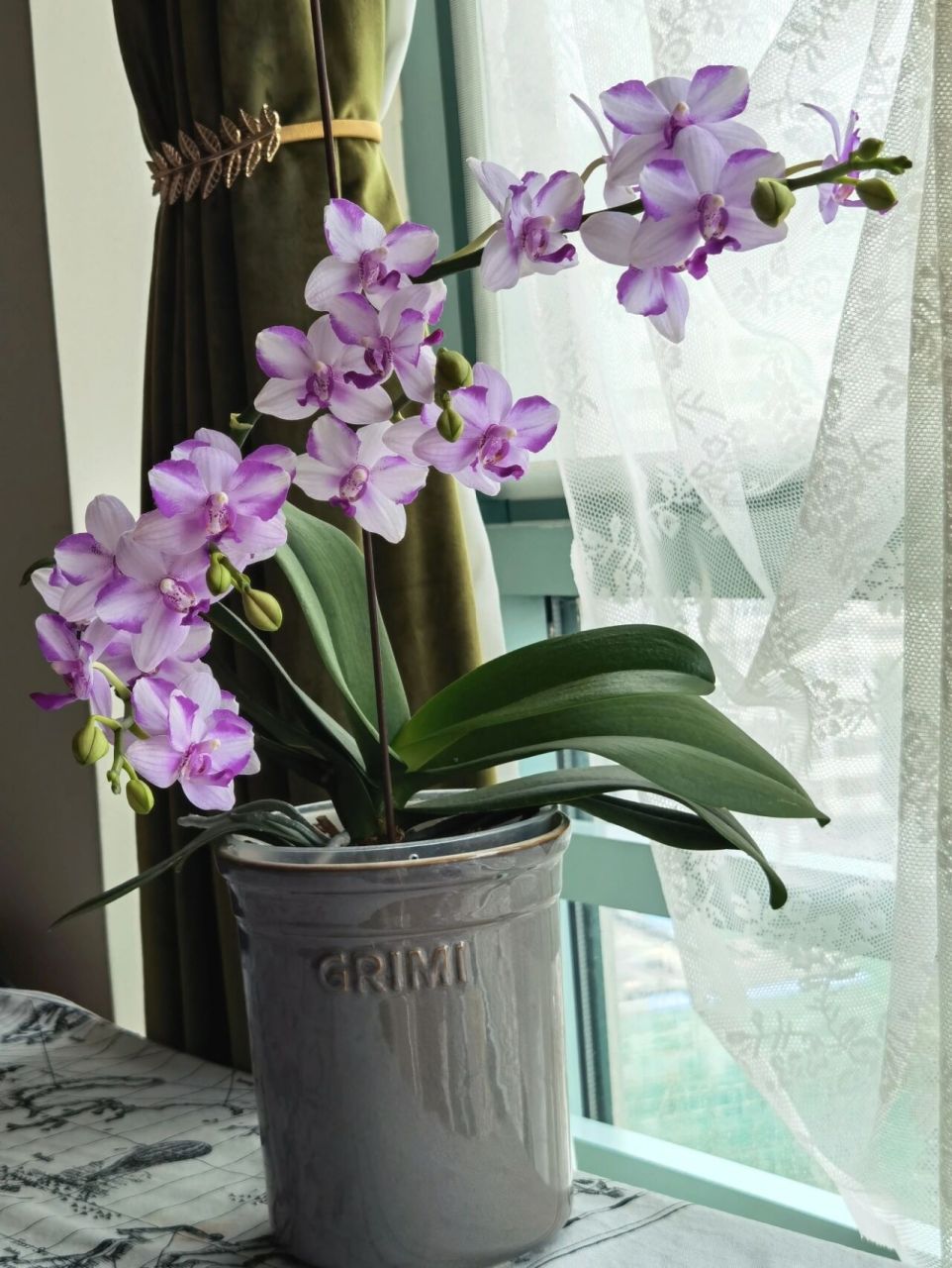 蝴蝶兰品种简介: 紫水晶 蝴蝶兰紫水晶属于夏花型蝴蝶兰,喜在夏季盛开