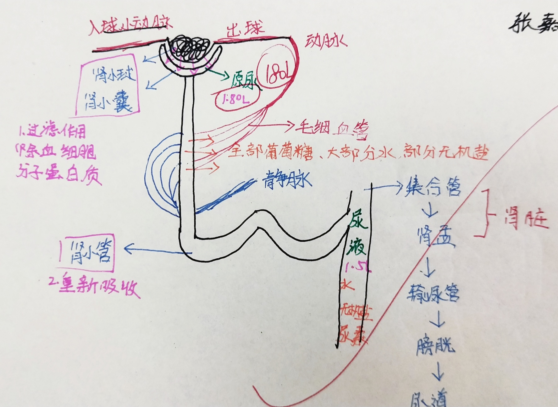 肾单位模式图图片