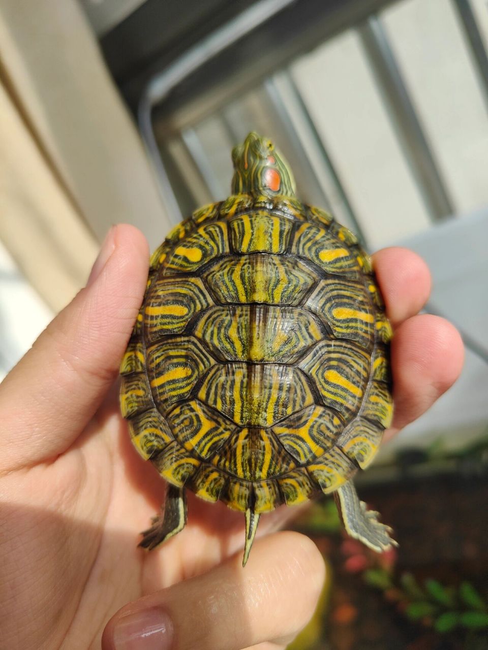 不一样的巴西龟——格兰德彩龟