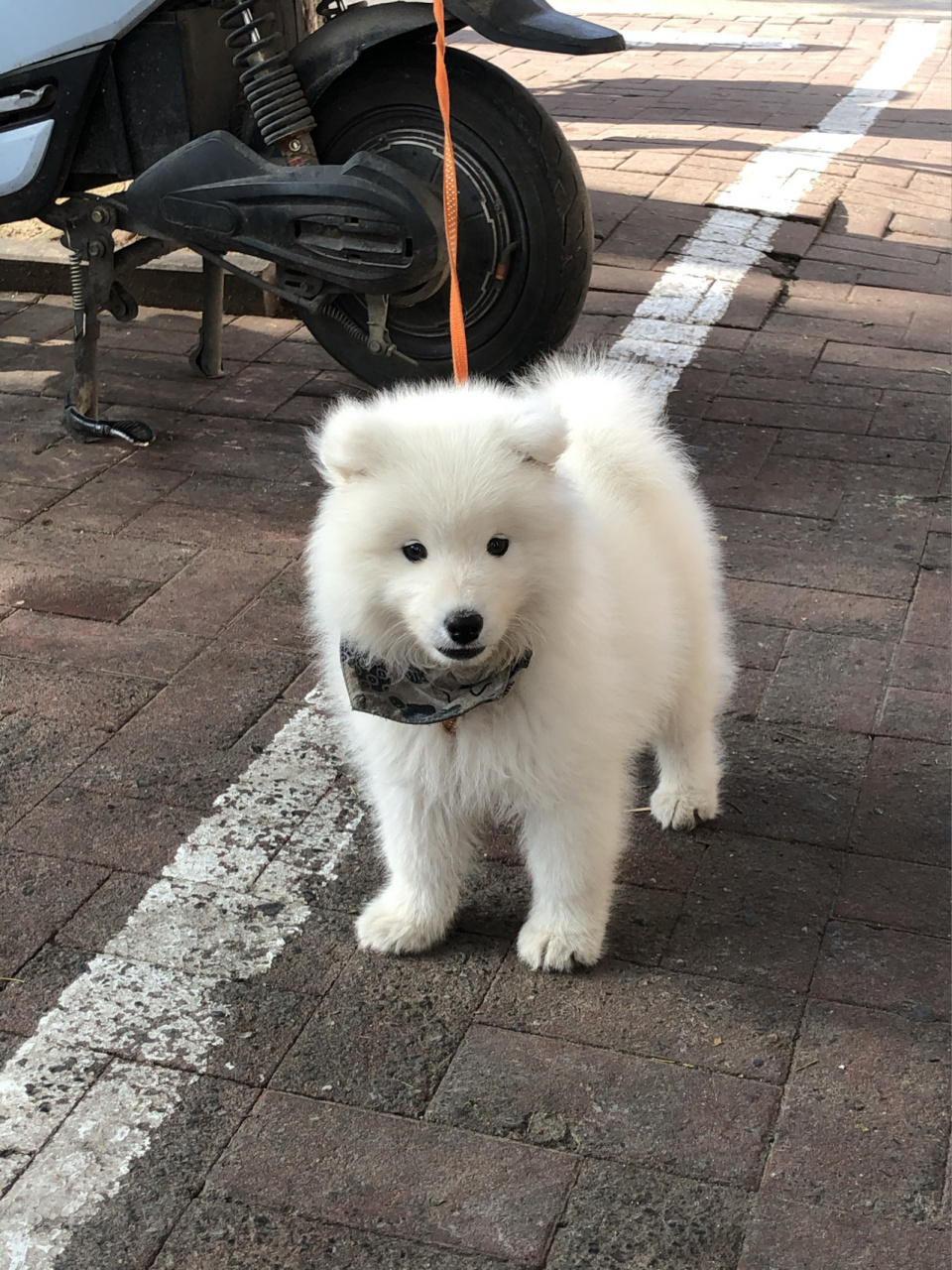 熊版狼版有啥区别?emmm分不清