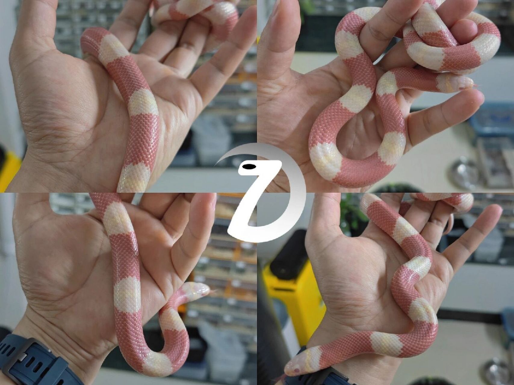 这些鳞片均与蛇的表皮连成一体,包围在身体外面,以保护体内器官,防止