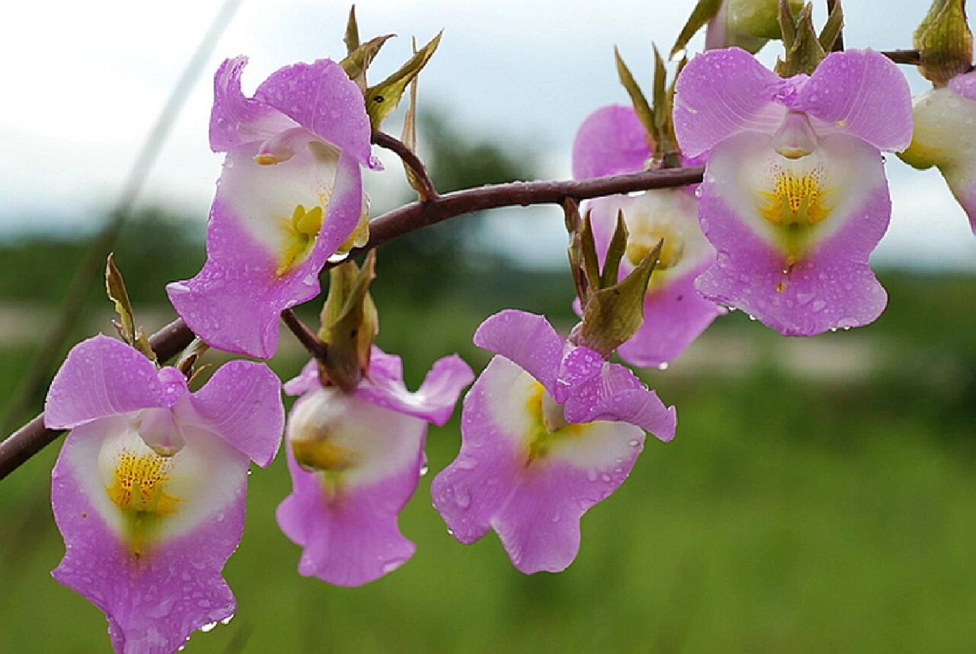 罩唇美冠兰 罩唇美冠兰 eulophia cucullata 美冠兰亚族—美冠兰属