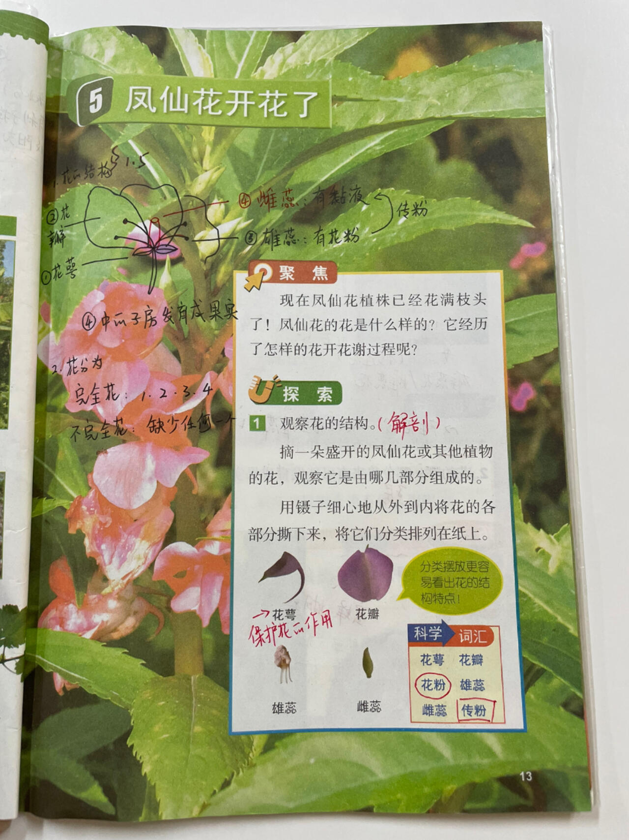 备课|科学四下|1-5凤仙花开花了