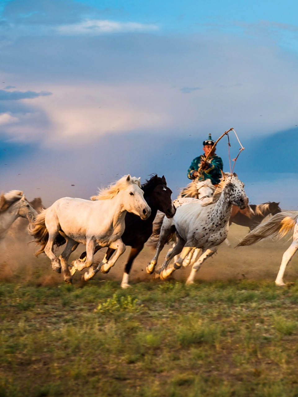 请随我骏马奔驰,放牧红霞 这可能是最壮观的草原奔马!
