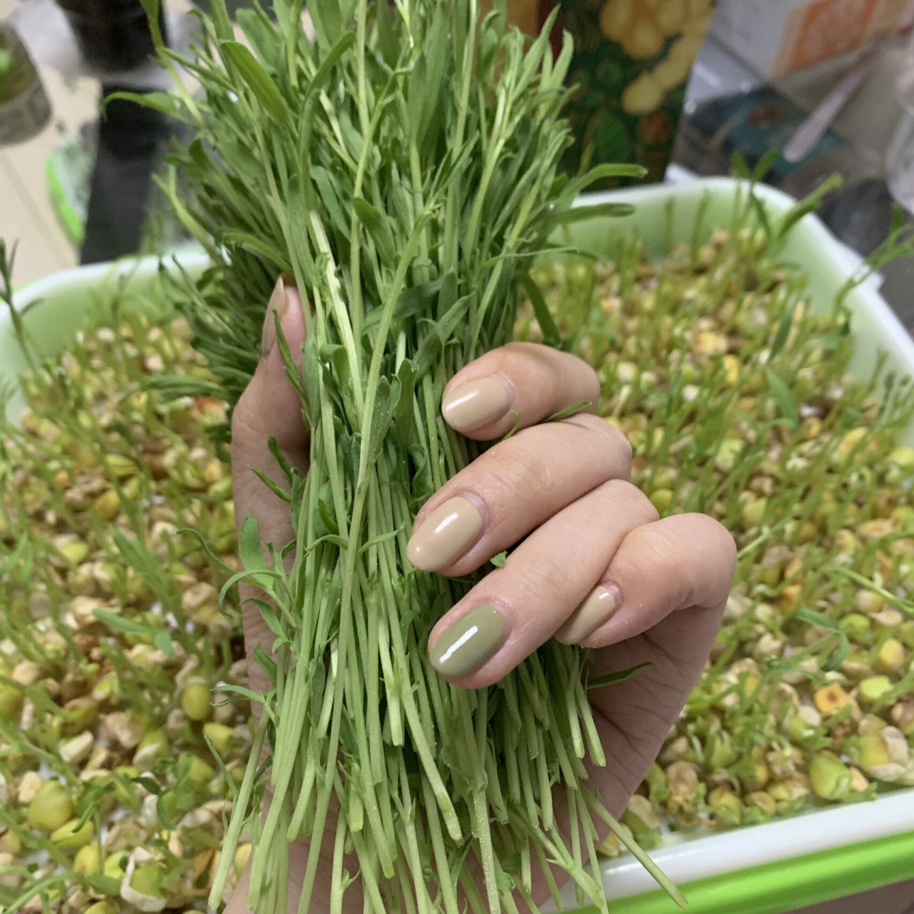 水培松柳苗 自家芽苗菜种植 今日份水培芽苗菜种植收货 松柳苗 这是第