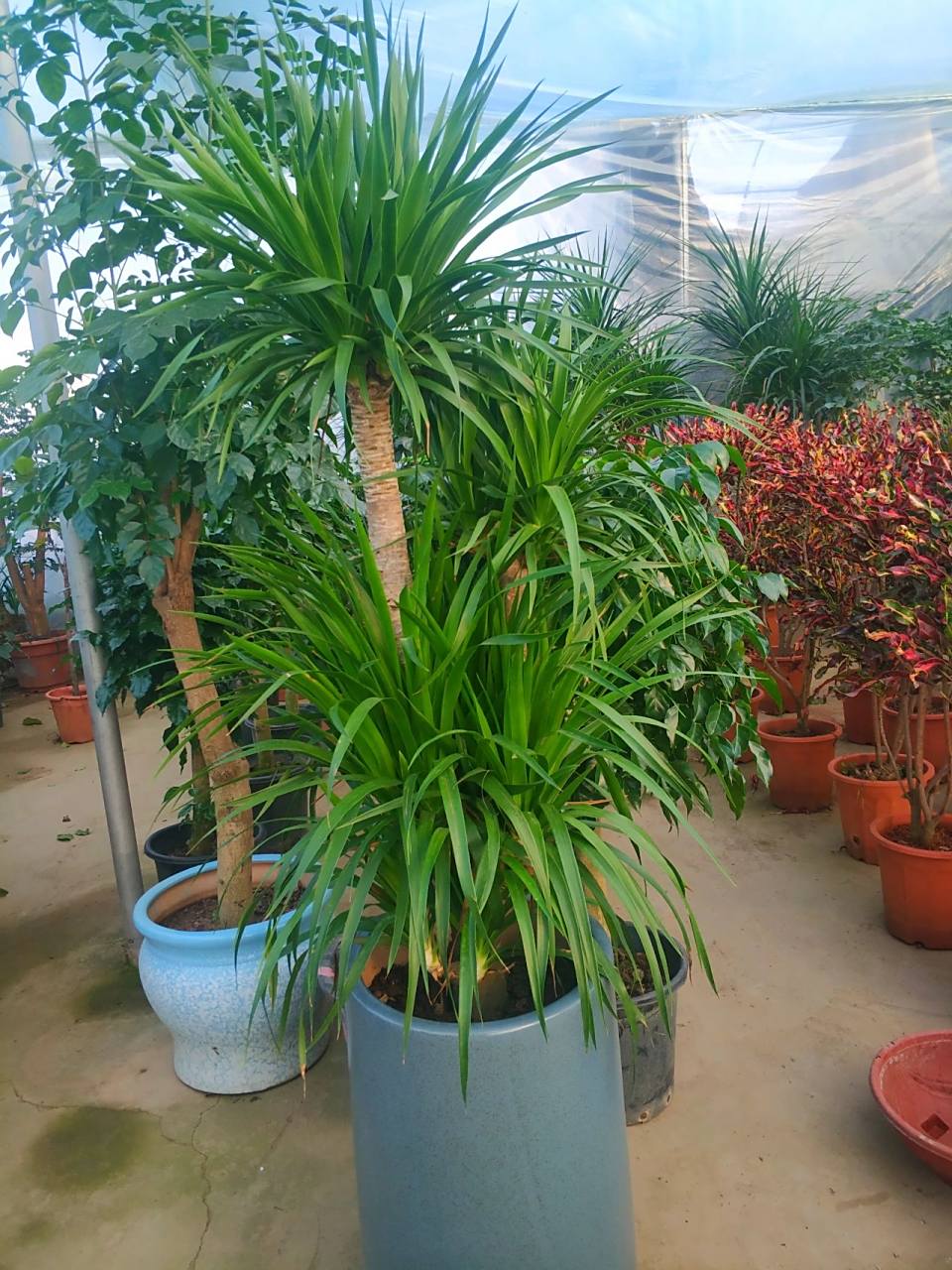 龙血树-室内观赏植物龙须树及养护注意 龙须树也叫龙