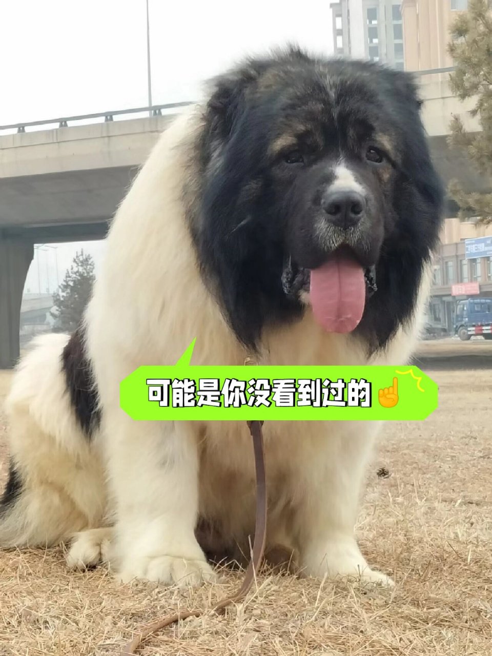 俄罗斯大型犬品种大全图片