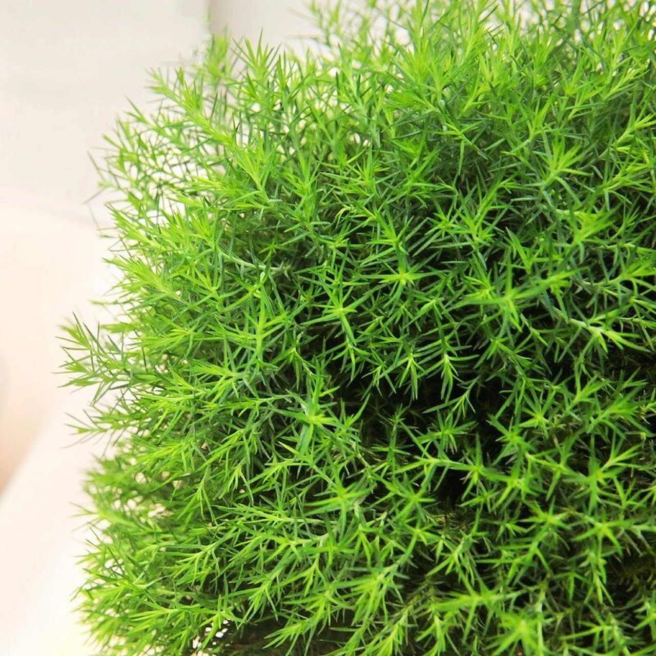 雾松盆栽 | 放轻松 9999 98雾松又名99球柏,露水柏,属常绿观