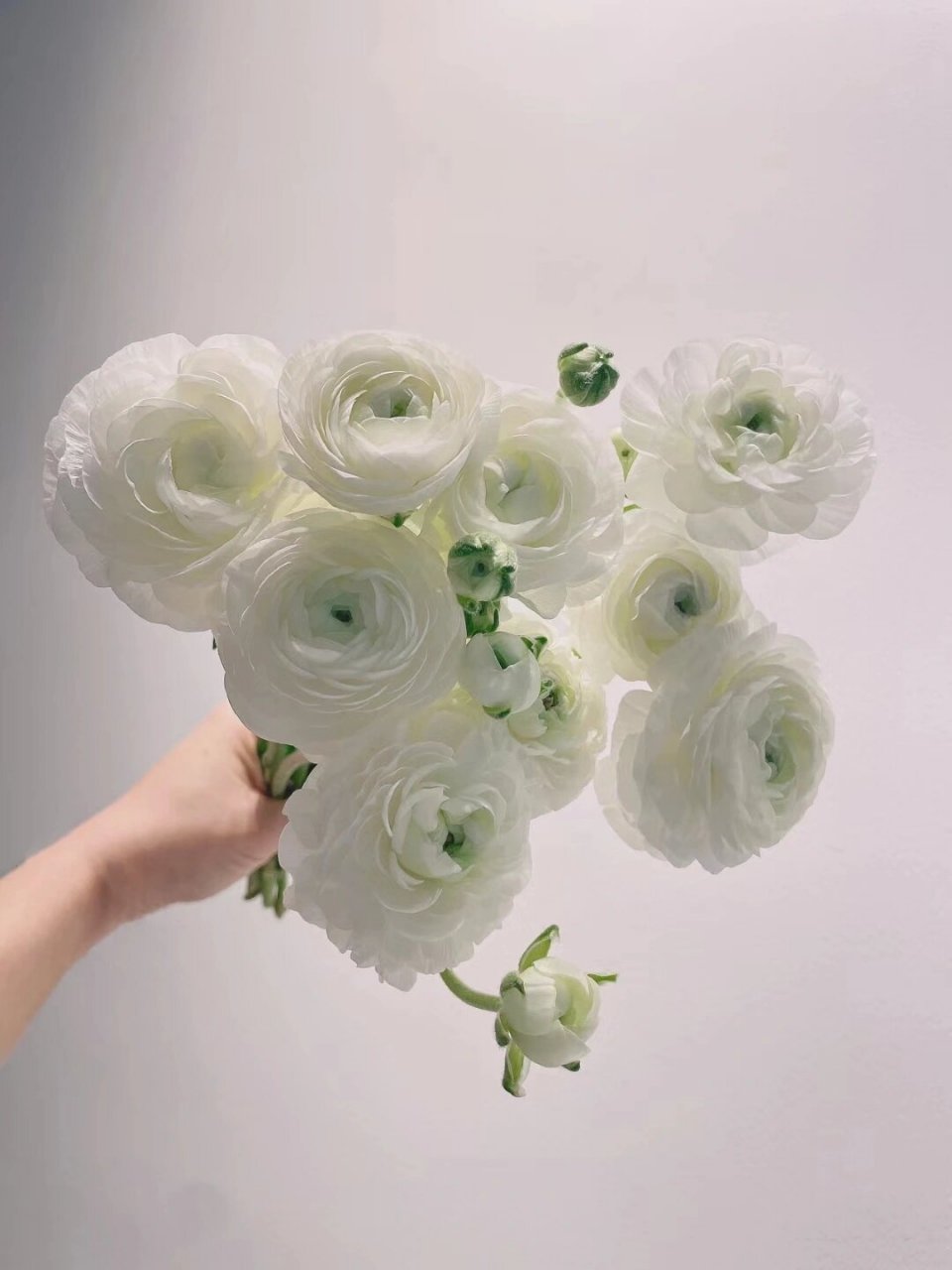 每日识花 | day 14 白色洋牡丹 【花材】白色洋牡丹 【别名】花毛茛