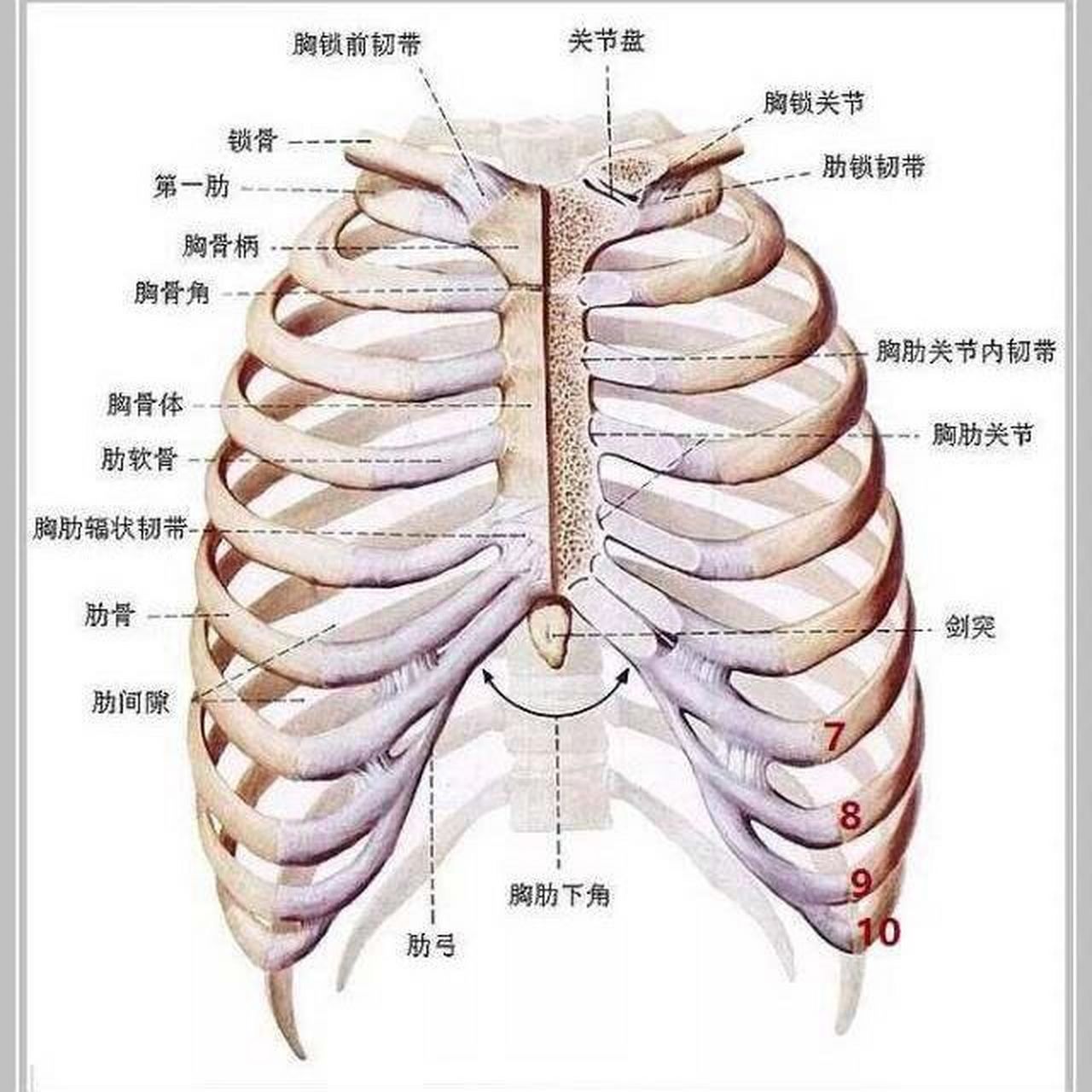 99骨性标志体表定位—胸骨角 胸骨角(sternalangle),亦称"louis角".
