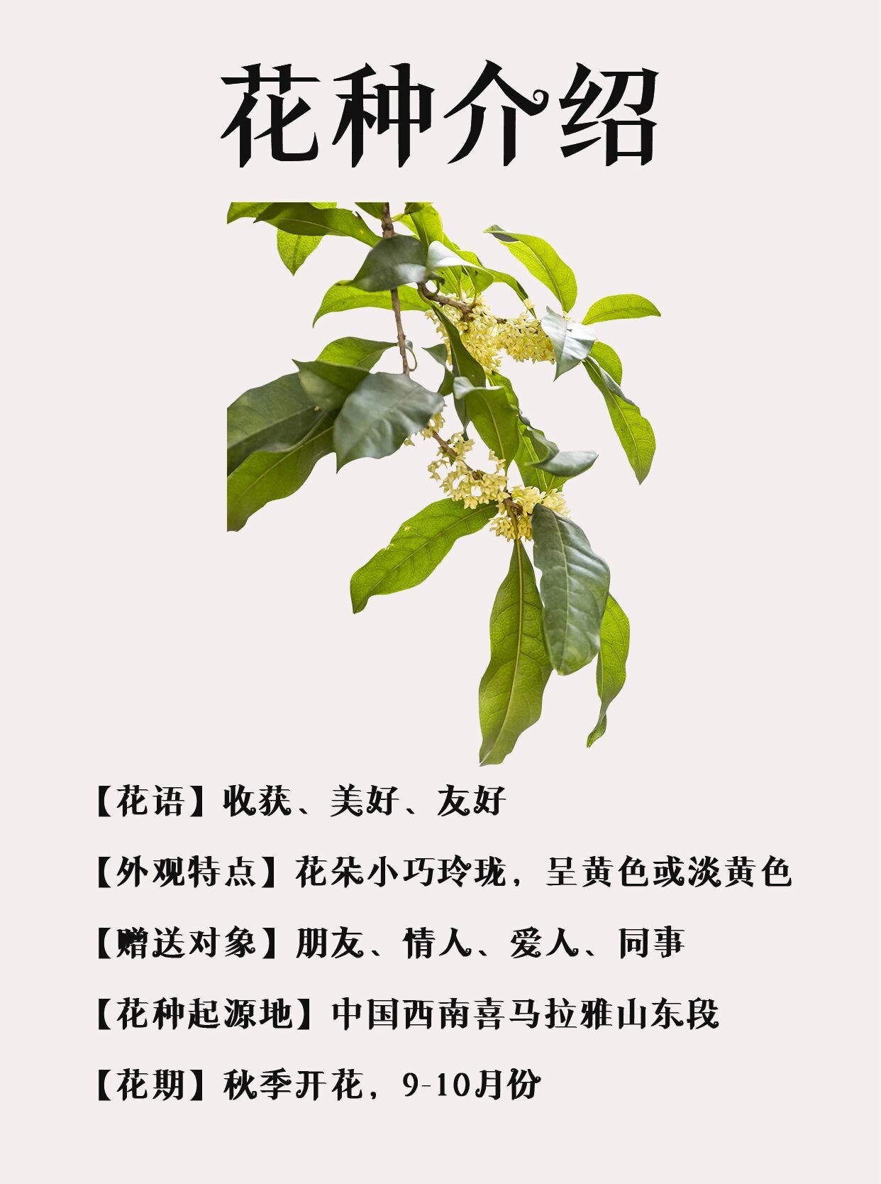 每天认识一种花 