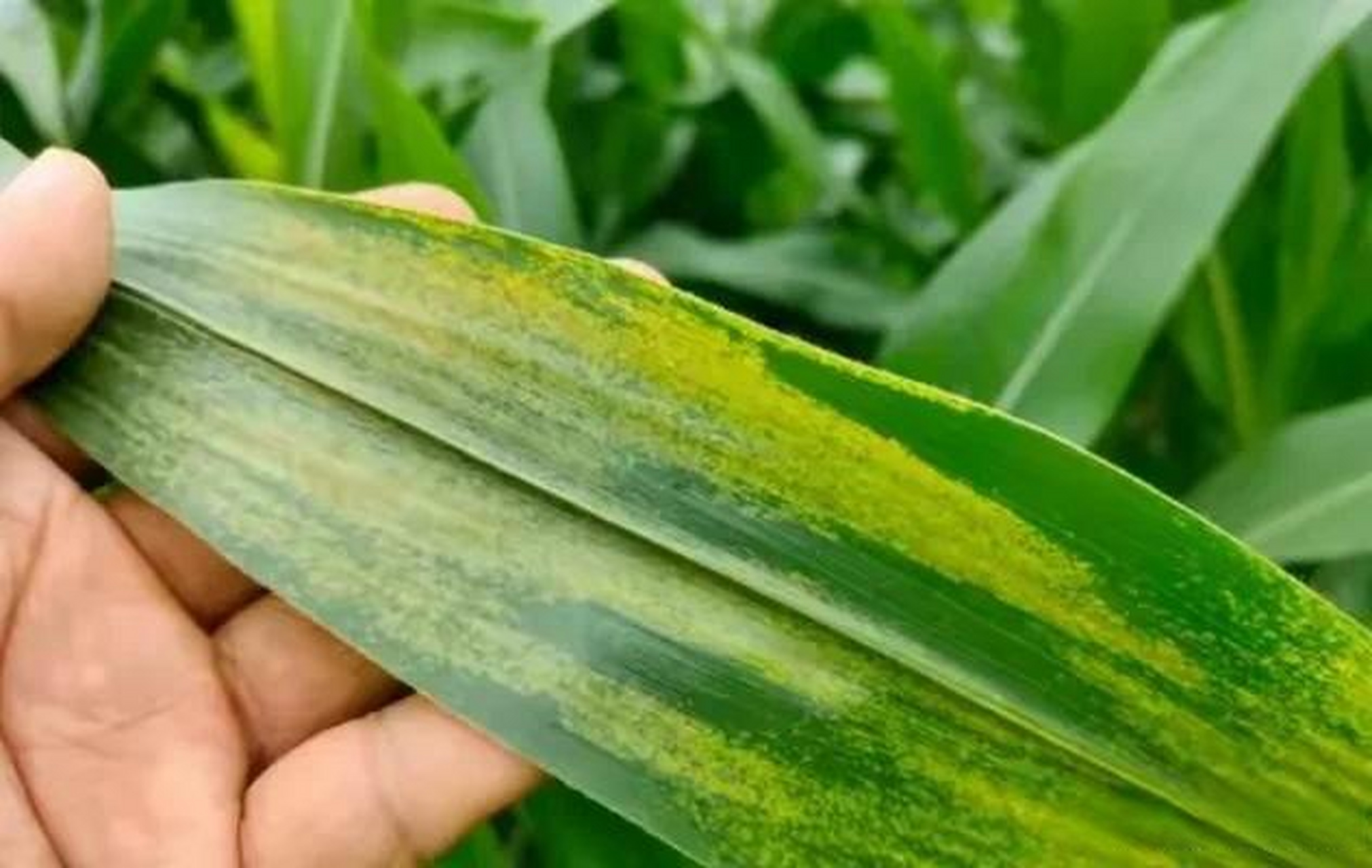 防治玉米褐斑病的药剂有哪些?