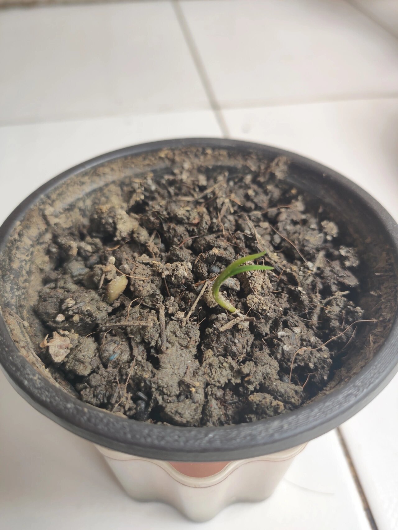 侧柏种子发芽了