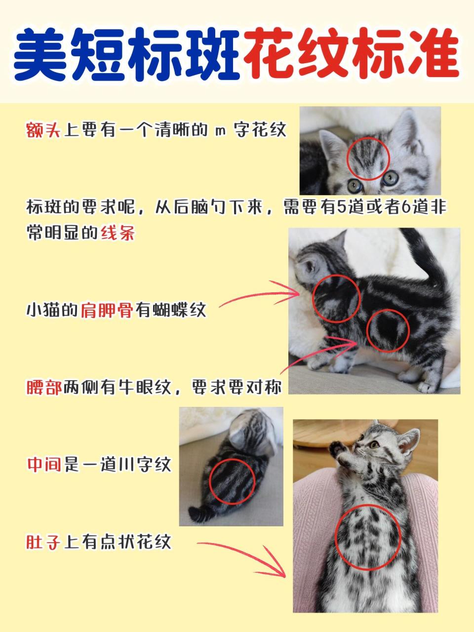 美短标斑怎么看花纹71怎么看品相71 一个好的美短,头骨不是上下