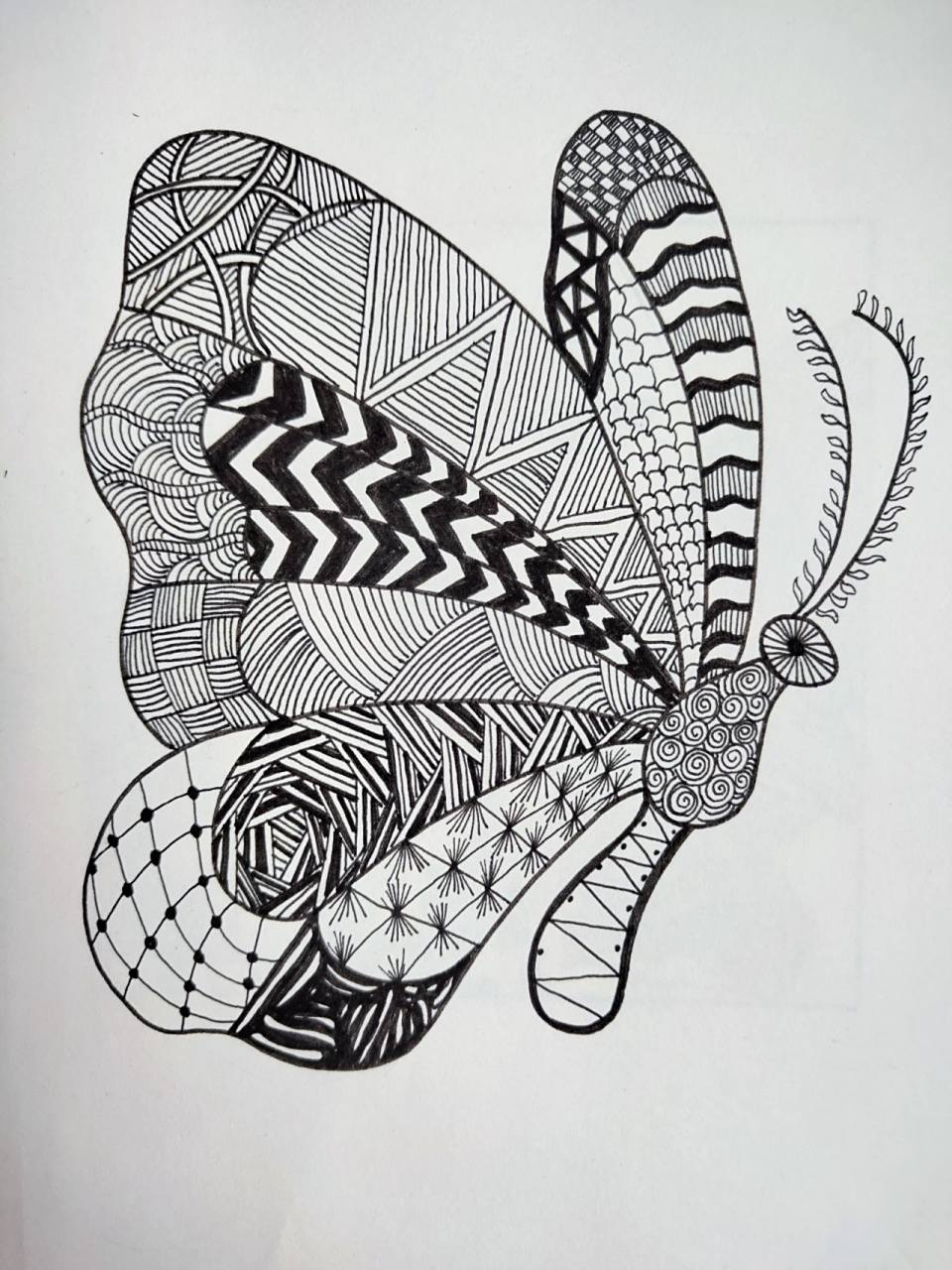 蝴蝶 动物线描画 51/100 78快来练习控笔吧,小白可以用这个上手交