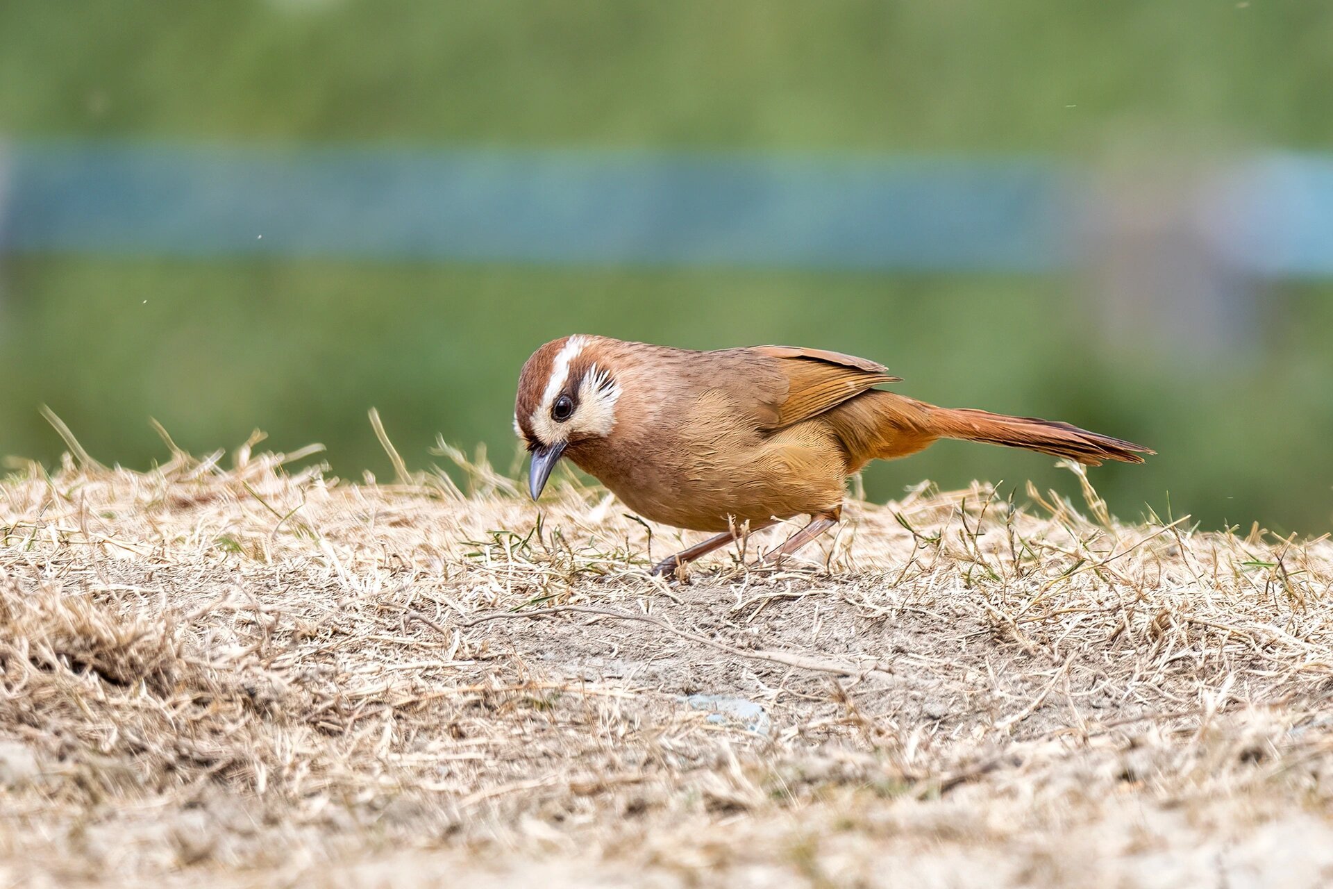 白颊噪鹛,白鹡鸰 白颊噪鹛,中型鸟类,体长21-25厘米,一般生活于平原至